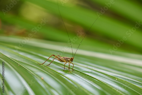 Close up of Nisitrus vittatus, known as the Common Bush Cricket,