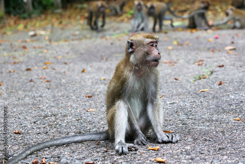 Long-tailed Macaque at Thomson Nature Park in Singapore.