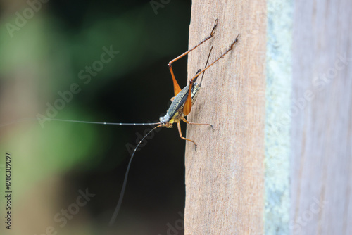 Close up of Nisitrus vittatus, known as the Common Bush Cricket,