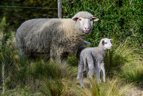 Mother and baby sheep in rural environment,Patagonia,Argentina.