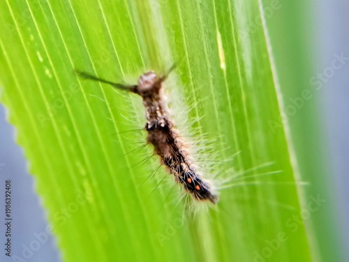 A Tussock Moth caterpillar is moving around on a green leaf, a pest, a dangerous caterpillar that causes itching and skin irritation.