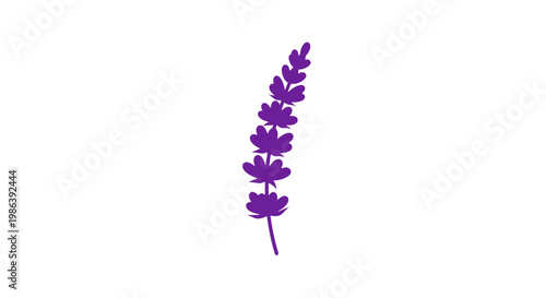 Purple Lavender Flower Stem Isolated White.