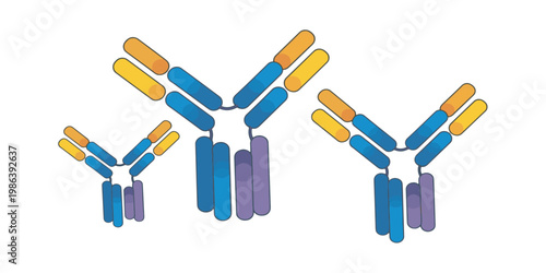 Antibody protein molecular structure illustration.