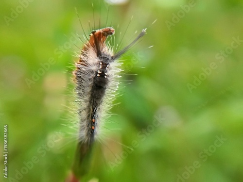 Tussock Moth caterpillars on a bush with a green, blue background and negative space, pests, dangerous caterpillars that cause itching and skin irritation