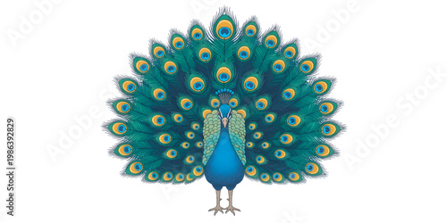 Peacock standing with feathers spread wide.
