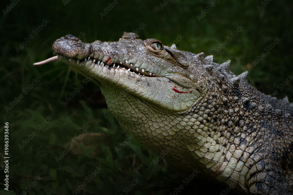 Fototapeta premium Crocodile eating prey with open jaws close up wildlife