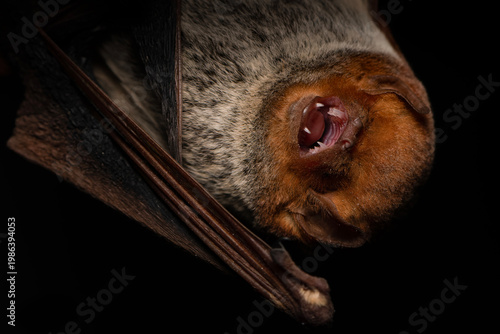 Hairy tailed bat close up with open mouth on black background