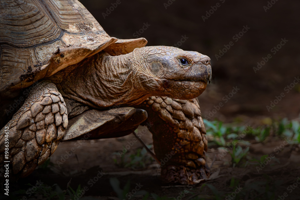 Obraz premium African spurred tortoise eating grass close up wildlife