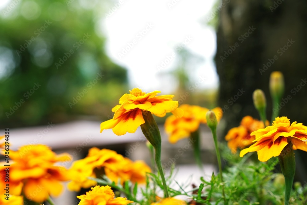 Obraz premium blurry photo of marrygold flowers for background or backdrop