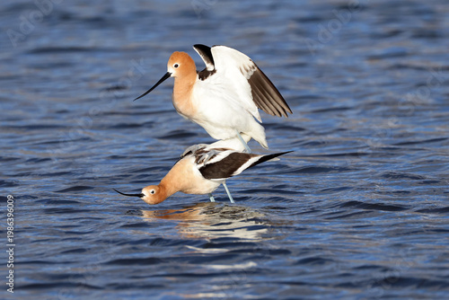 Mating Avocets
