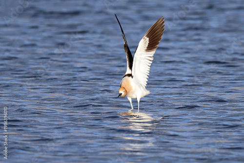 American Avocet Stretching His Wings