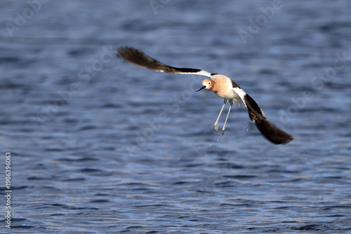 Avocet Takeoff