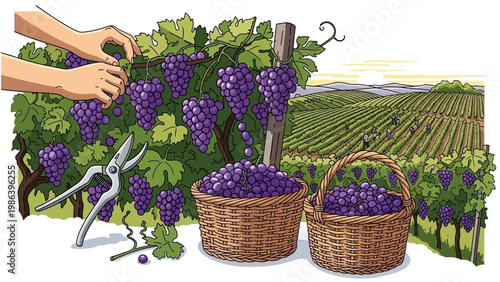 Hands Harvesting Purple Grapes with Baskets.