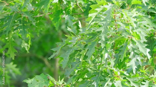 Young oak leaves in spring breeze, Quercus palustris in spring park. Fresh green foliage, natural texture. Ideal for spring designs, backgrounds, and nature themes