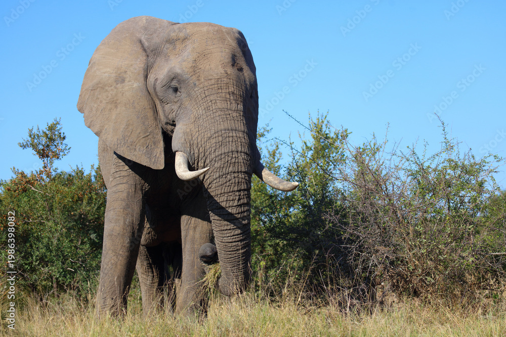 Fototapeta premium Afrikanischer Elefant / African elephant / Loxodonta africana