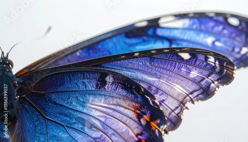 Close-up of a blue butterflys wings.