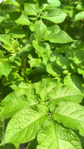 Young potato plant leaves growing in soil, fresh green tops potato crop, early stage agriculture, Organic farming and healthy crop cultivation, seasonal plant development, Natural growth, rural area