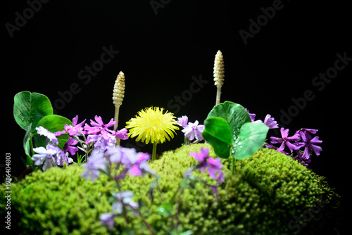 春イメージ　タンポポ　つくし　芝桜　クローバー　苔