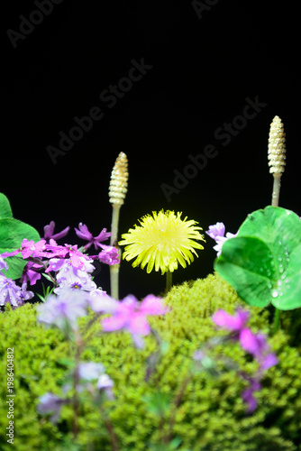 春イメージ　タンポポ　つくし　芝桜　クローバー　苔