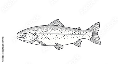 Hand-drawn illustration of a trout fish, black and white sketch, isolated on white background