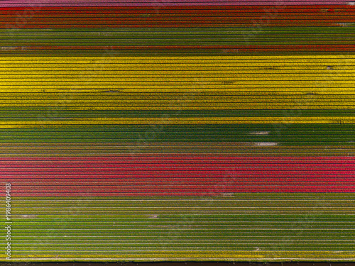 Aerial View of Colorful Tulip Fields Near Lisse, Netherlands Vibrant Spring Flower Stripes