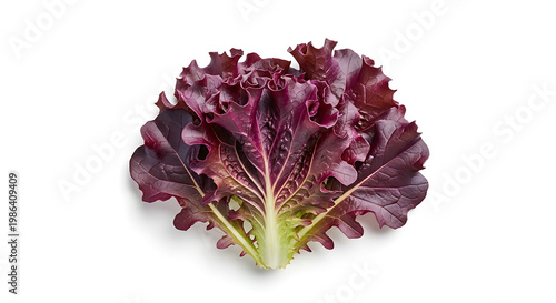 Fresh red mustard leaf with delicate white speckles, isolated on a plain white background, vibrant healthy greens