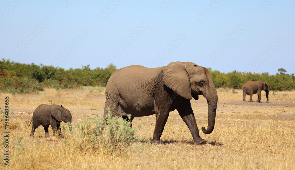Fototapeta premium Afrikanischer Elefant / African elephant / Loxodonta africana
