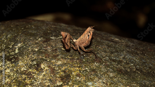 Macro shot of a mantis mimicking dry foliage.