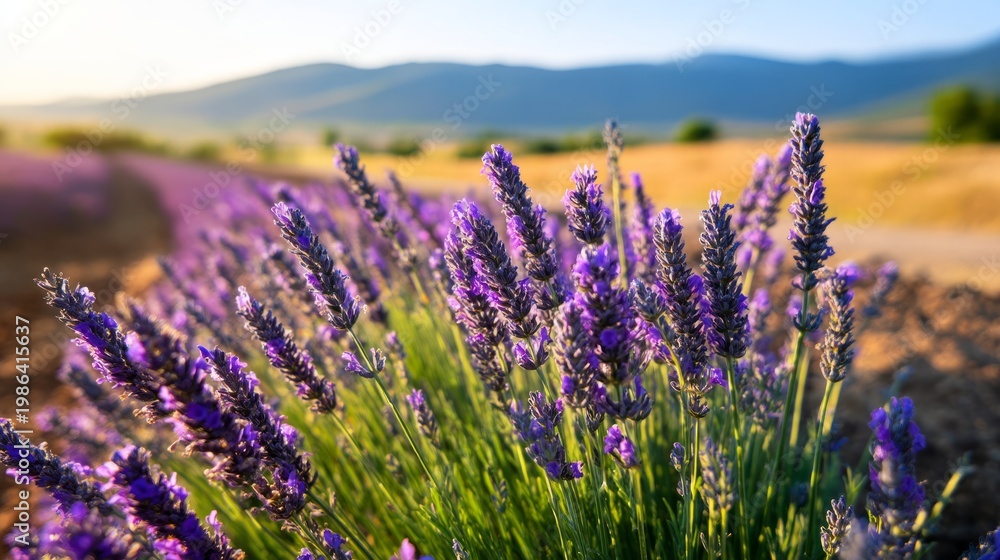 Obraz premium Vibrant Violet Buds in Full Bloom Stretching Across Sunlit Rows