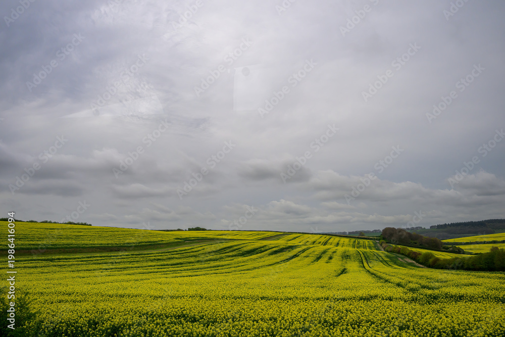 Naklejka premium Golden Fields Beneath a Brooding English Sky 