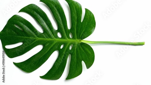 Rotating Green Monstera Leaf Isolated on White