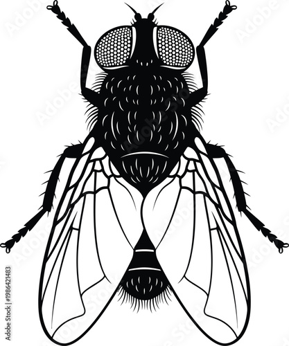 Black and white illustration of a common house fly.