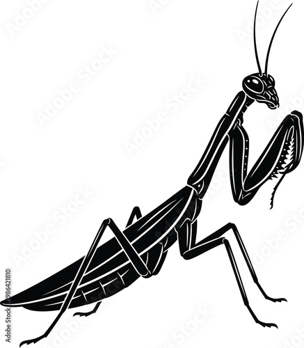 Black and white illustration of a praying mantis insect.