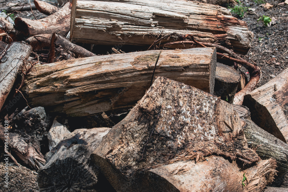 Fototapeta premium Stacked firewood rests in earthy tones. Rough bark, cracked logs, and charred edges. Sunlight highlights texture and natural wear. Perfect for rustic, outdoor, or seasonal themes