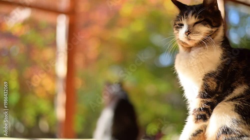 紅葉の庭を背景にのんびりしたいキジ猫と、遊びたくて仕方がない黒猫