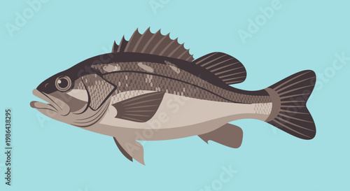 Largemouth Bass Fish Illustration Isolated on Light Blue Background