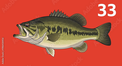 Largemouth Bass Fish Illustration Isolated on Red Background