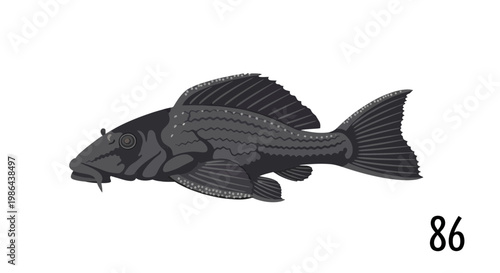 Ornamental Pleco Fish Illustration - Aquatic Life