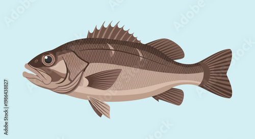 Striped Bass Fish Illustration - Aquatic Wildlife