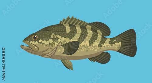 Striped Bass Fish Illustration - Marine Life, Aquatic Animal