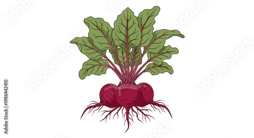 Beetroot Plant Illustration with Roots and Leaves