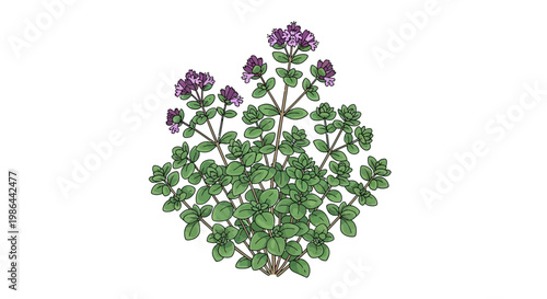Blooming Oregano Plant Illustration, Culinary Herb with Purple Flowers