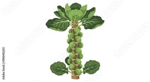 Brussels Sprouts Plant: Fresh Green Vegetable Growing on Stem with Leaves, Isolated