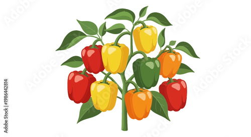 Colorful Bell Peppers Growing on Plant with Green Leaves