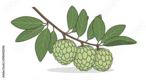 Custard Apple Fruit Branch with Leaves - Illustration