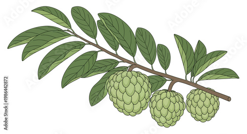 Custard Apple Fruit Branch with Leaves - Tropical Fruit Illustration