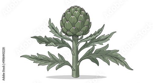 Fresh Artichoke Plant with Leaves on White Background