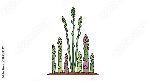 Fresh Asparagus Spears Growing from Soil, Healthy Vegetable Illustration