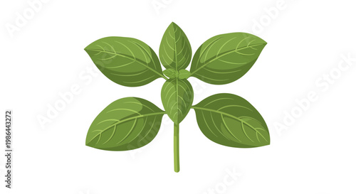 Fresh Basil Leaf Sprig - Green Herb Plant Isolated on White