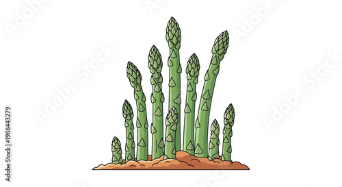 Fresh Asparagus Spears Growing in Soil Isolated on White Background